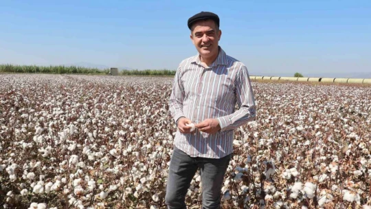 Koçarlı'da pamuk hasadı başladı