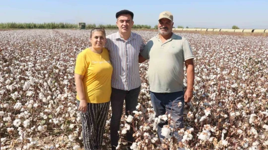 Koçarlı'da pamuk hasadı başladı