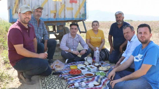 Koçarlı'da pamuk hasadı başladı
