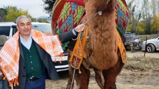 Koçarlı, Geleneksel Deve Güreşi Festivaline hazır