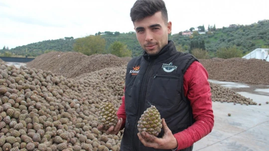 Koçarlı Türkiye'nin künar deposu haline geldi
