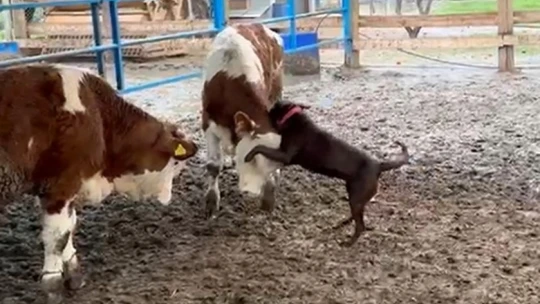 Köpek Çiko, danaya kafa tuttu