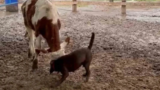 Köpek Çiko, danaya kafa tuttu