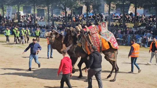 Köşk'te Deve Güreşi Festivali düzenlendi