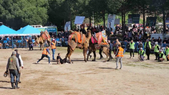 Köşk'te Deve Güreşi Festivali düzenlendi