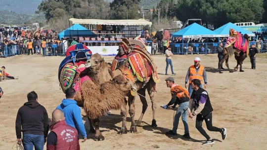 Köşk'te Deve Güreşi Festivali düzenlendi