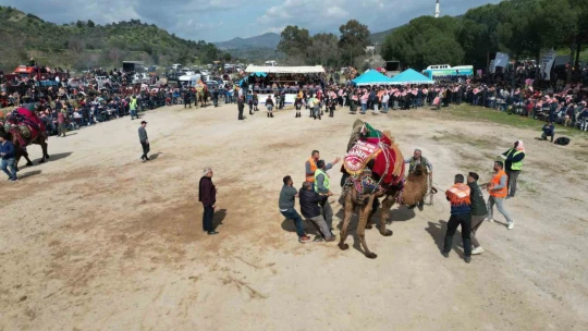 Köşk'te Deve Güreşi Festivali düzenlendi