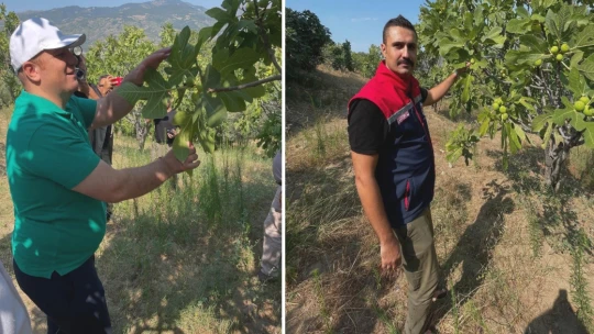 Köşk'te gönüllü hasat şenliği gerçekleştirildi