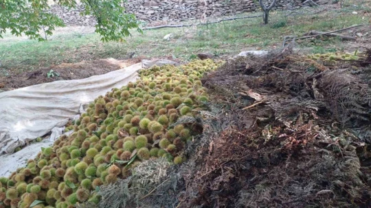 Köşk'te kestane hasadı devam ediyor