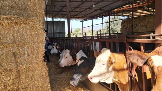 Köşk'te şap aşılaması başladı