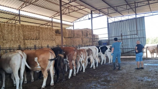 Köşk'te şap aşılaması başladı
