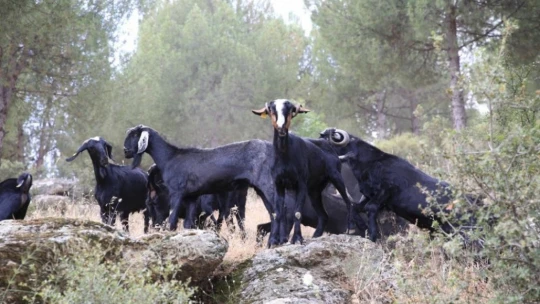 Koyun, keçi ve çobanların kıymeti bilinmedi, ülkenin en büyük sorunu yangınlar oldu