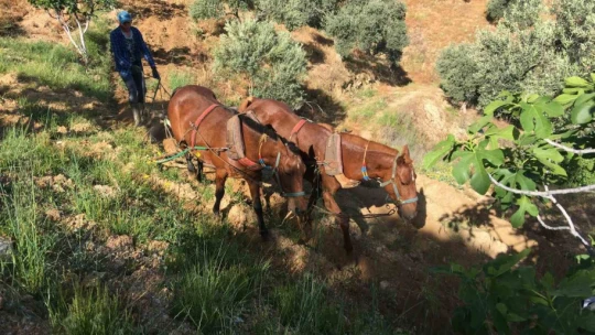 Köyünü terk etmeyen gençler günlük 3 bin liraya çalışıyor