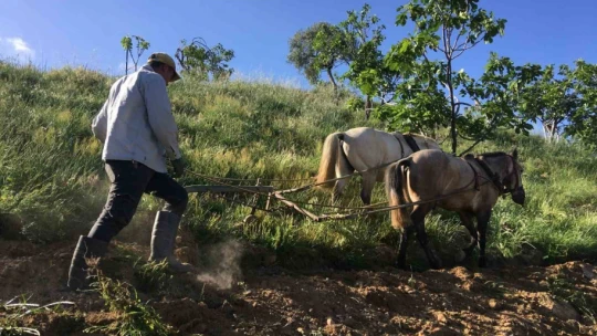 Köyünü terk etmeyen gençler günlük 3 bin liraya çalışıyor
