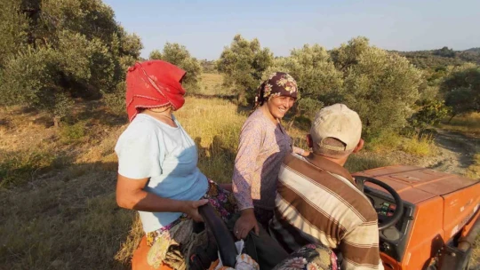 Kuraklığa rağmen Germencik İnciri kalitesiyle göz dolduruyor