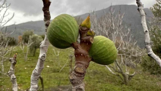 Küresel ısınma, incir ağaçlarını da şaşırttı