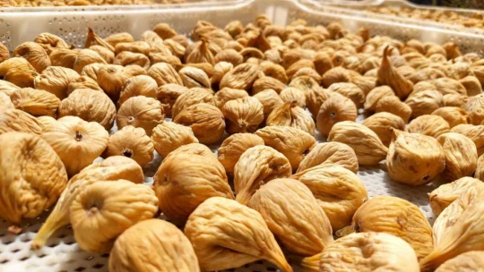 Kuru incir üretiminde aflatoksinle mücadele için üreticilere 19 bin kerevet dağıtıldı
