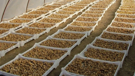 Kuru incir üretiminde aflatoksinle mücadele için üreticilere 19 bin kerevet dağıtıldı