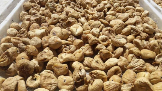Kuru incir üretiminde aflatoksinle mücadele için üreticilere 19 bin kerevet dağıtıldı