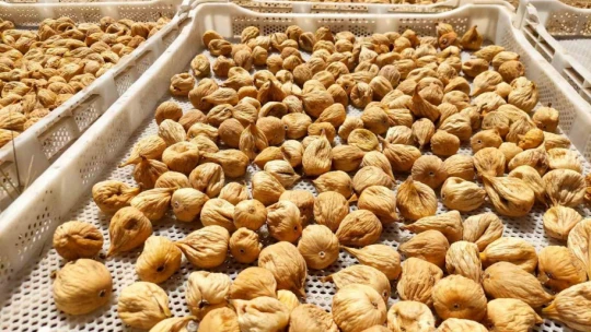 Kuru incir üretiminde aflatoksinle mücadele için üreticilere 19 bin kerevet dağıtıldı