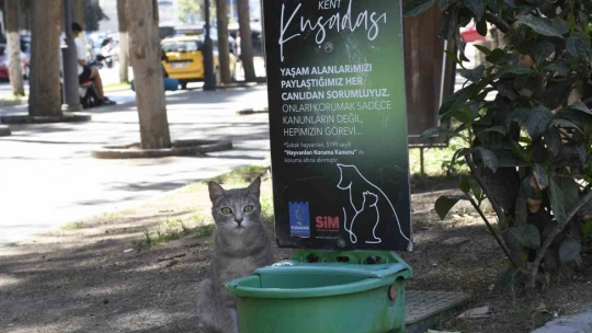 Kuşadası Belediyesi mevsim normalleri üzerinde seyrden sıcaklar nedeniyle sokak hayvanları için sulukların sayısını arttırdı