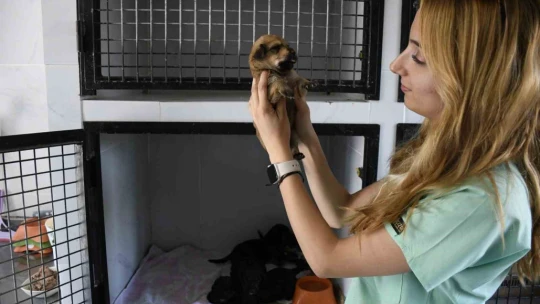 Kuşadası Belediyesi'nin orman yangınından kurtardığı can dostlar her geçen gün iyileşiyor
