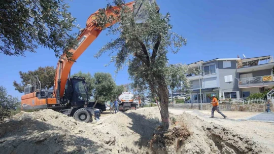 Kuşadası Belediyesi zeytin ağaçlarını yaşatıyor