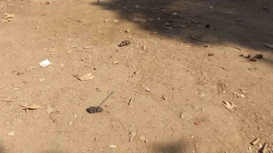 Kuşadası Güzelçamlı Milli Parkı ilgiye muhtaç kaldı