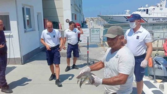 Kuşadası'nda 2 yeşil deniz kaplumbağası ölü bulundu