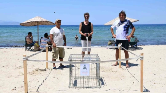 Kuşadası'nda caretta caretta yumurtaları zarar görmemesi için taşındı