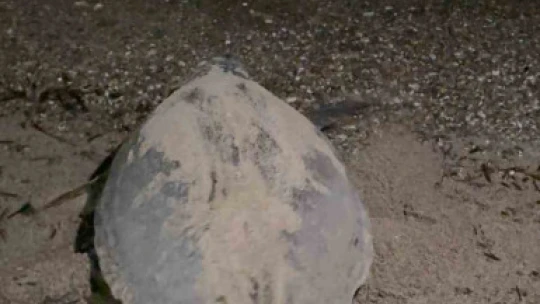 Kuşadası'nda caretta caretta yumurtaları zarar görmemesi için taşındı