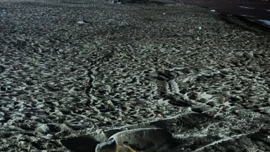 Kuşadası'nda caretta yuvaları çoğalıyor