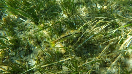 Kuşadası'nda caretta yuvaları çoğalıyor