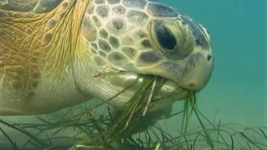 Kuşadası'nda caretta yuvaları çoğalıyor