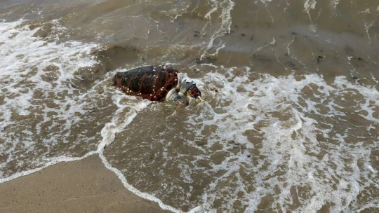 Kuşadası'nda deniz kaplumbağası kıyıya vurdu