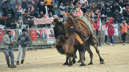 Kuşadası'nda deve güreşi festivali renkli görüntülere sahne oldu