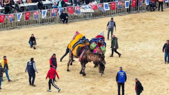Kuşadası'nda deve güreşi festivali renkli görüntülere sahne oldu