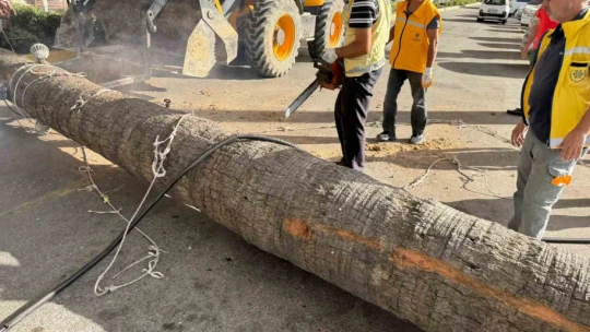 Kuşadası'nda devrilen ağaç ekiplerin müdahalesiyle kaldırıldı