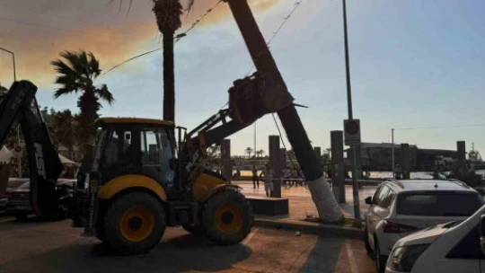 Kuşadası'nda devrilen ağaç ekiplerin müdahalesiyle kaldırıldı