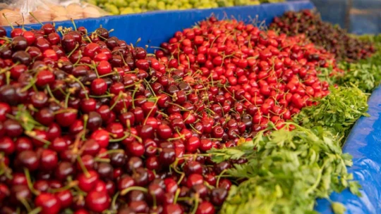 Kuşadası'nda kiraz şenliği coşkusu