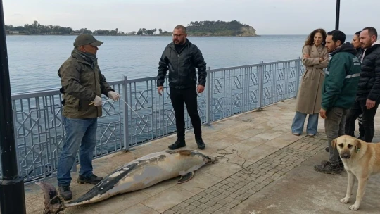 Kuşadası'nda ölü yunus balığı kayalıklara vurdu