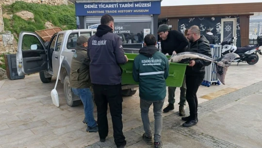 Kuşadası'nda ölü yunus balığı kayalıklara vurdu