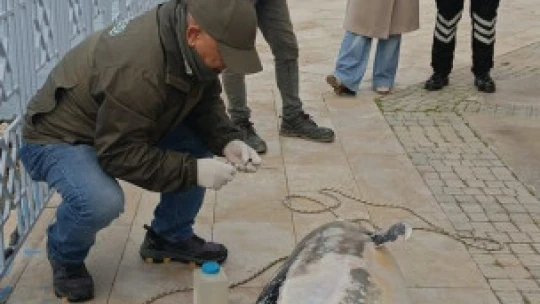 Kuşadası'nda ölü yunus balığı kayalıklara vurdu