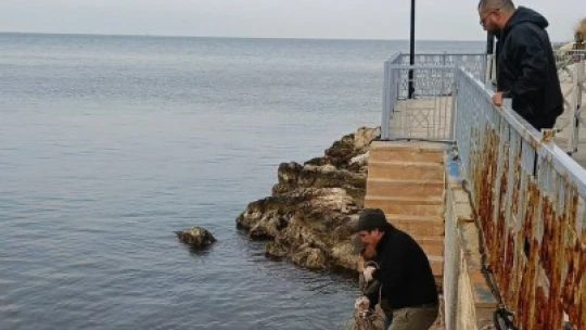 Kuşadası'nda ölü yunus balığı kayalıklara vurdu
