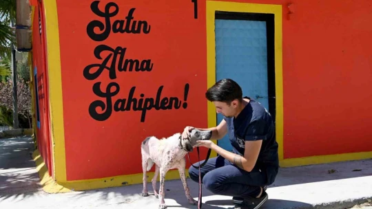Kuşadası'nda orman yangınından kurtarılan köpek sağlığına kavuştu