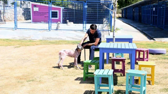 Kuşadası'nda orman yangınından kurtarılan köpek sağlığına kavuştu