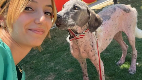 Kuşadası'nda orman yangınından kurtarılan köpek sağlığına kavuştu