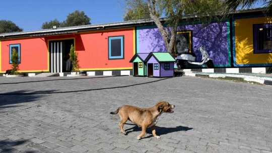 Kuşadası'nda patili can dostlar artık hafta sonları da ziyaret edilebilecek