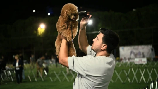Kuşadası'nda renkli köpek şöleni: 'International Dog Show' sona erdi