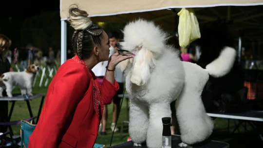 Kuşadası'nda renkli köpek şöleni: 'International Dog Show' sona erdi